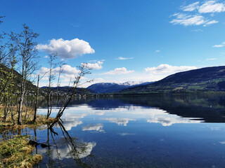 家中栽什么树旺财 3种镇宅又旺财的树