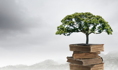 家中栽什么树旺财 3种镇宅又旺财的树